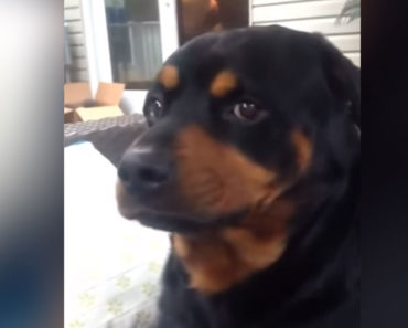 Owner asks dog to show his “mean face” and he nails it