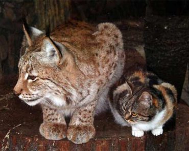 Stray Cat Breaks Into A Zoo To Become Best Friends With A Lynx