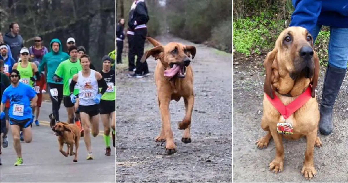 Dog goes to use the bathroom and places 7th in local marathon