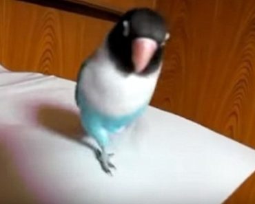 A Little Love Bird Dances A Hilarious Tap Dancing Jig