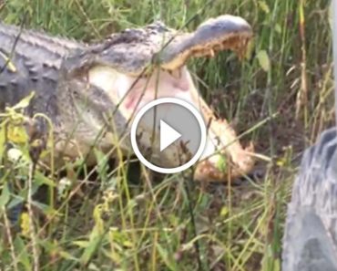 A truck driver learns the hard way why you should never surprise a gator.