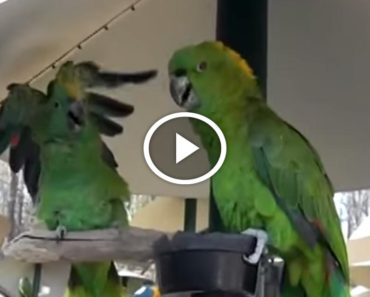 This pair of parrots argues just like an old married couple and it’s hilarious!