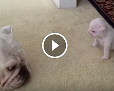 Mama gives her baby a pat on the head. How the little pup responds? What a tantrum!