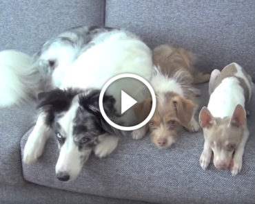 She asks her three dogs to stay in a line. Now watch what the dog on the right does…OMG!