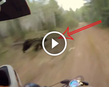 Watch out! Motorcyclist nearly hits an animal crossing his path but wait until you see what it is!