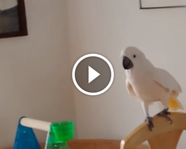 He’s arguing with his cockatoo. How the cockatoo reacts? I couldn’t stop LAUGHING