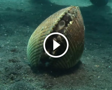 I thought it was just a normal clam on the ocean floor until I saw THIS inside…