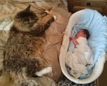 World’s Biggest Maine Coon Watches Over His Tiny Brother