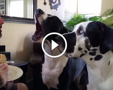 Dad refuses to share his food, now watch the dog in the back!