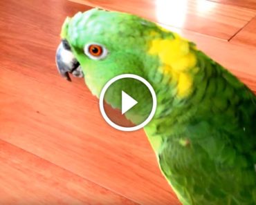 Parrot sees something funny happen in the distance. His reaction? I can’t stop laughing!
