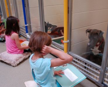 Shelter dogs feel lonely, so children practice reading books to them