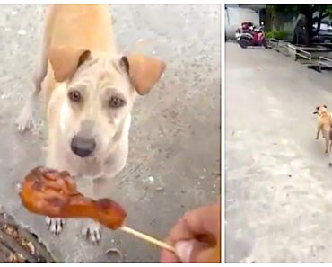 Man Hands Food to Begging Dog, But When She Runs Away and Doesn’t Eat It, He Follows Her