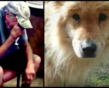 Dog Is Lost In Woods For 1 Month, Owner Breaks Down When He Sees How Different She Looks After