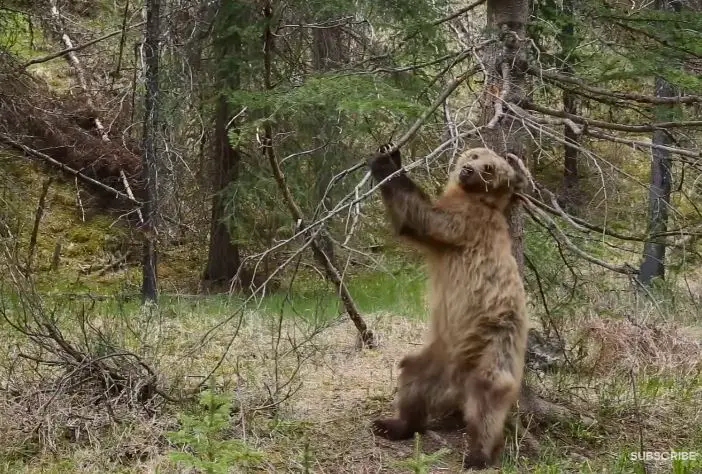 Bears Dancing To ‘Jungle Boogie’