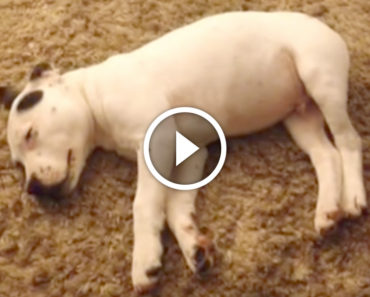 Dog scares himself awake with his own FART