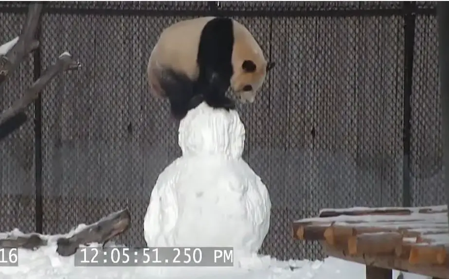 Toronto Zoo Keepers made giant panda Da Mao a snowman for enrichment
