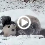 mc-giant-panda-at-toronto-zoo-loves-somersaulting-in-the-snow-20141120