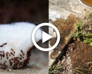 Never See Ants in Your Home or Garden Again – Exterminator Reveals Cheap and Easy Solution