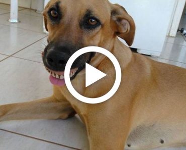 Owner notices dog’s new smile, dies of laughter when he realizes what exactly happened