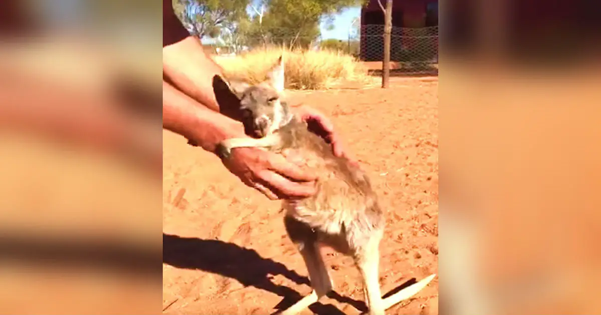 Baby kangaroo loses her mom, refuses to let go of caretaker’s arms