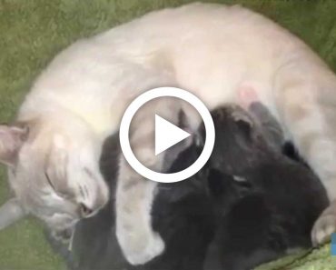 She hands a mama cat abandoned Chihuahua babies, doesn’t expect cat to adopt them as her own