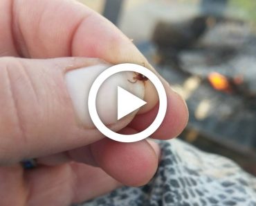 Summer’s Around the Corner, This Brilliant Trick Will Keep You Tick-Free All Season Long