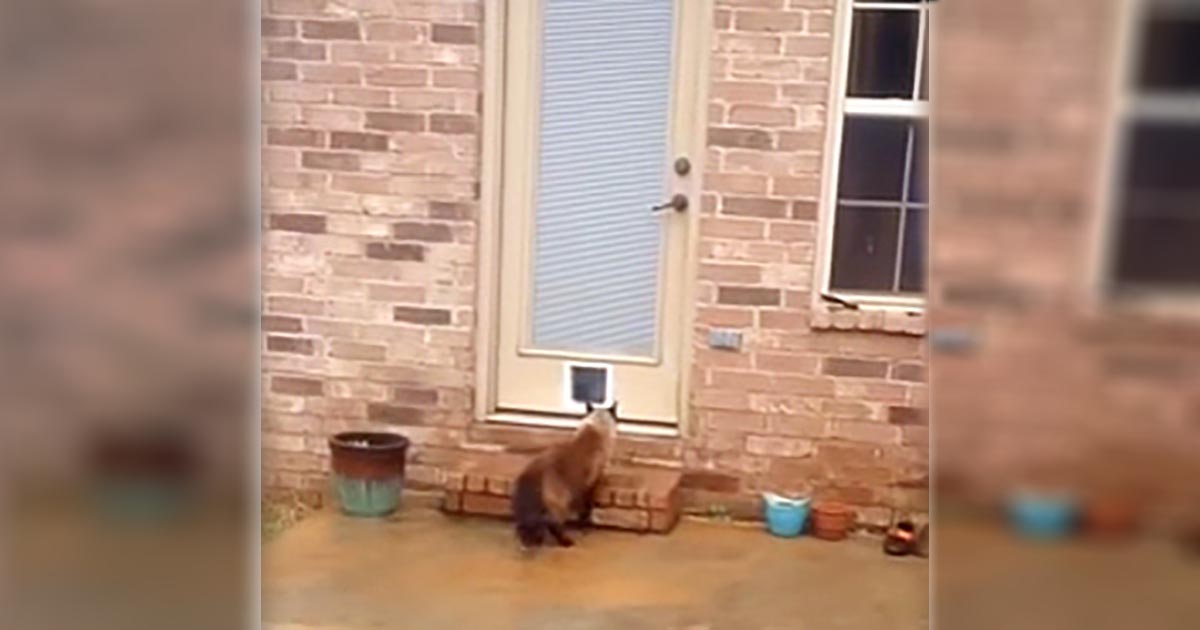 Dad Struggles for Hours to Install New Cat Door. The Cat’s Reaction Has Internet in Laughter