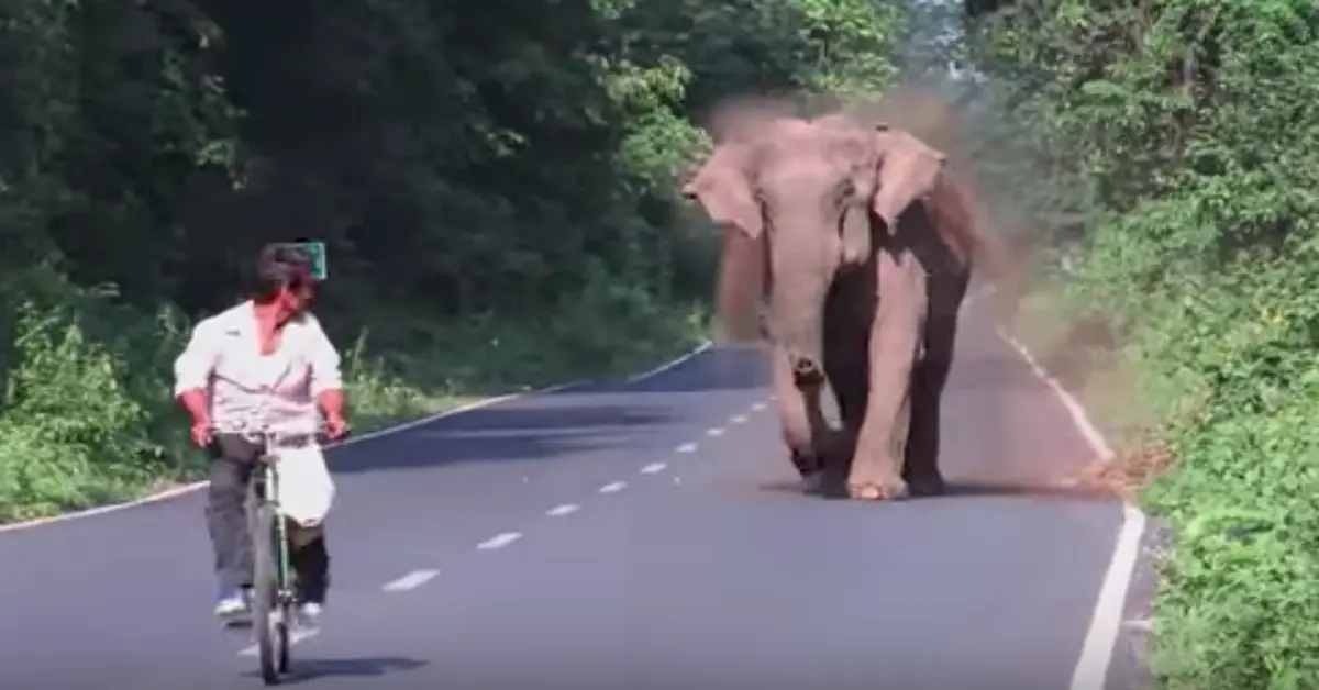 Elephant Ferociously Charges Man On Bike, The Reason Becomes Obvious Once She Lifts Her Trunk