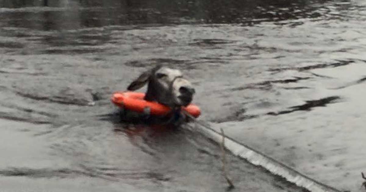 Donkey breaks into large smile after being saved from deep flood waters