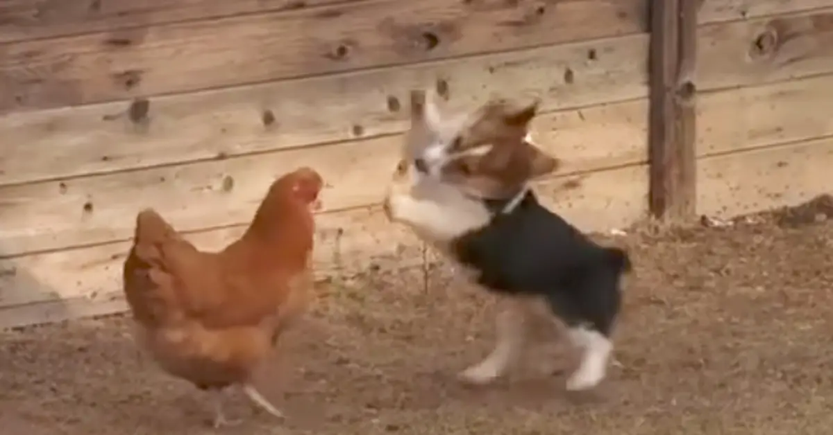 Corgi Pup Squares Off with Chicken, Out of Nowhere 3rd Contender Interferes to Take Action