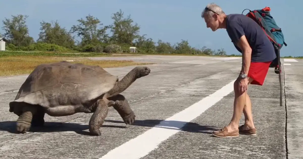 Man comes face to face with massive tortoise
