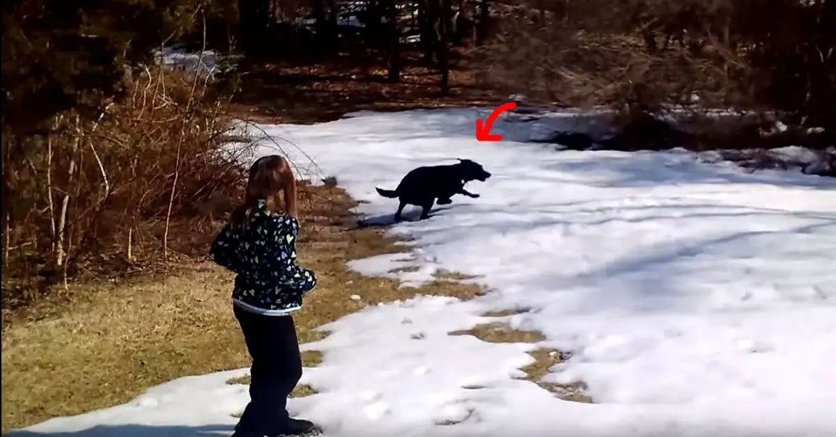 Family Takes Black Lab Out in Snow, Burst Out Laughing When They See His Hilarious New Hobby