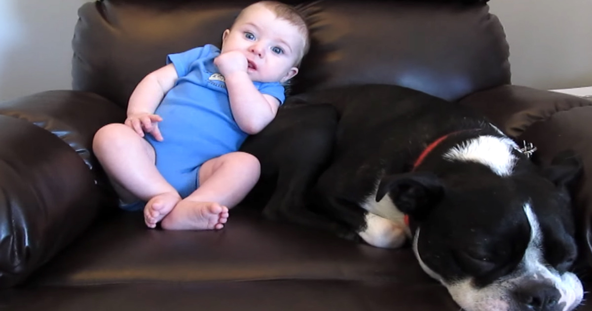 All of A Sudden, Tiny Baby Gets ‘Stinky.’ But It’s the Dog’s Reaction That Has Internet in Laughter