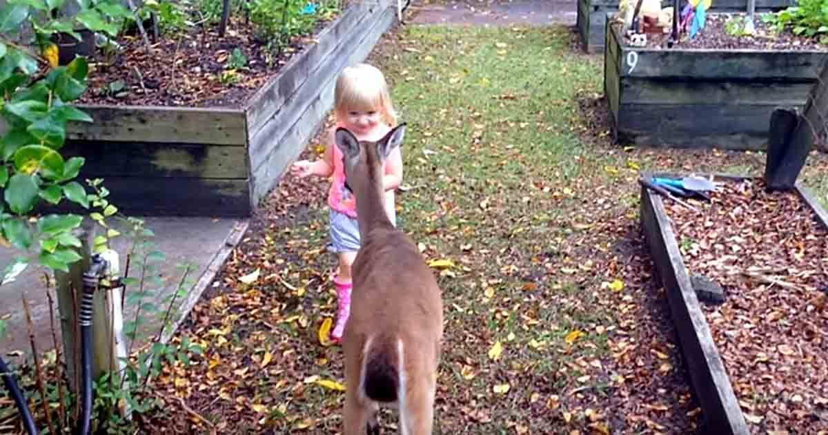 Toddler meets a wild deer who wants to play