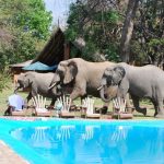 Elephant-Crashed-My-Pool-Party-2