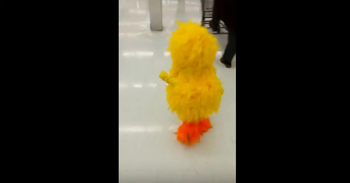 Tiny Girl Dressed As Big Bird, But It’s When She Turns Around That Made Everyone Break Out Into Laughter