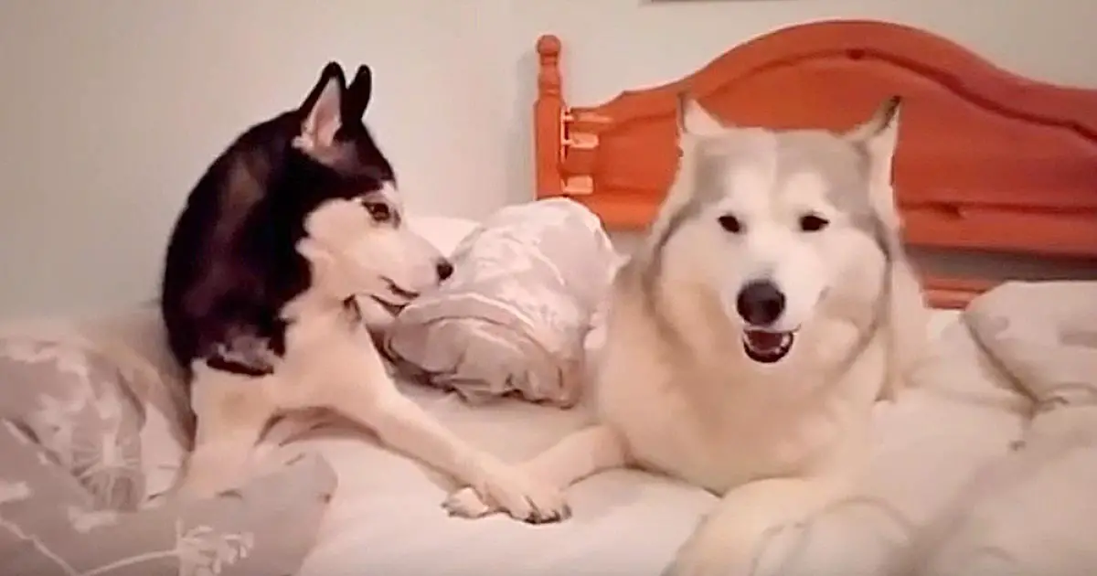Husky Starts an Argument. But It’s Brother’s Attempt to “Make Up” That Has Internet in Laughter
