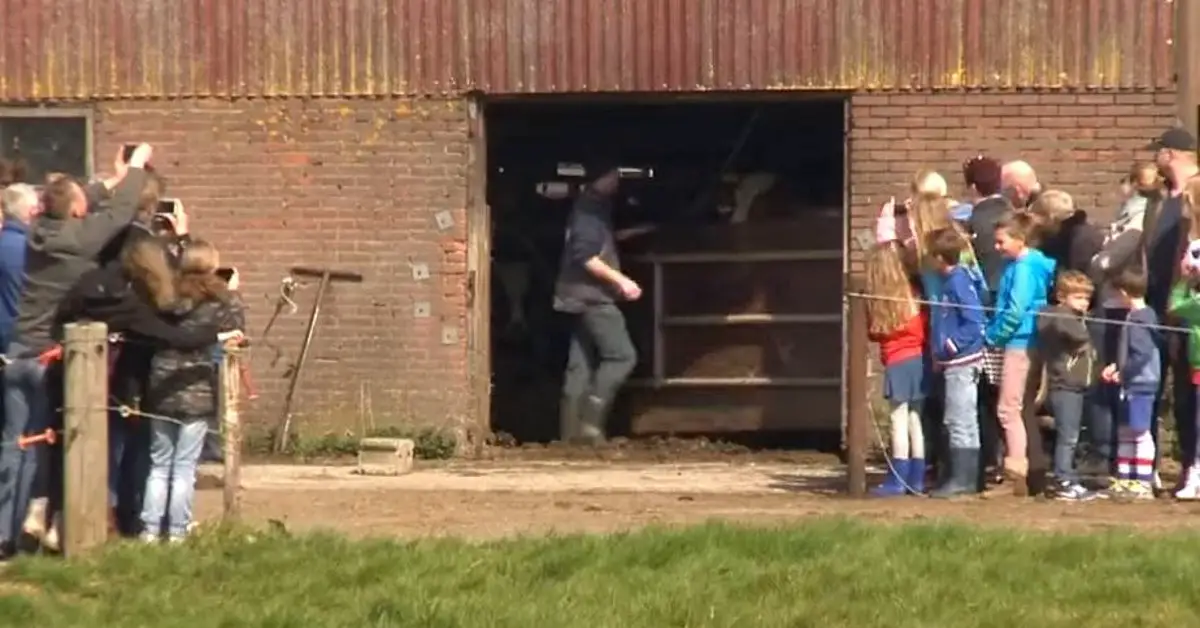 Cows Are Kept Inside Barn For 6 Months, Captured Footage When Set Free Goes Viral