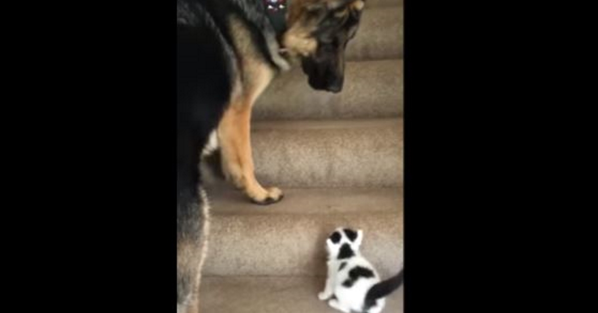 Dog Spots New Kitten Struggling Up Stairs, How He “Helps” Her Has Mom Running For The Camera