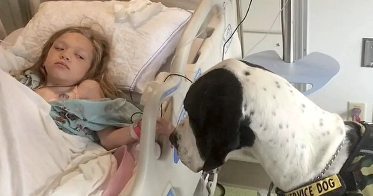 Giant Dog Approaches Little Girl In Hospital Bed, Now Keep Your Eye On His Back