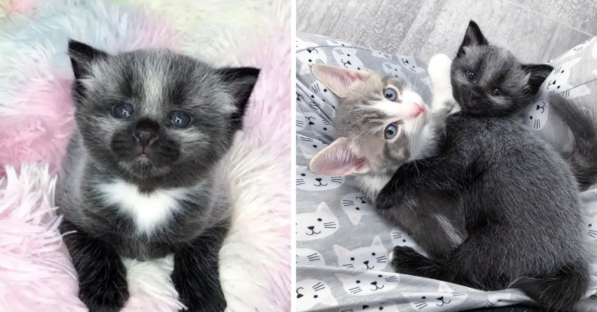 Orphaned kitten with unusual coat is adopted by stray mother cat