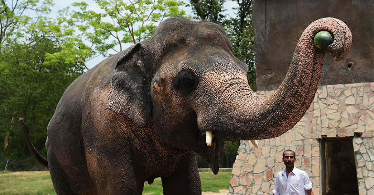 Elephant kept in chains for 35 years finally gets the chance of a new life