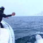 beluga whale plays fetch