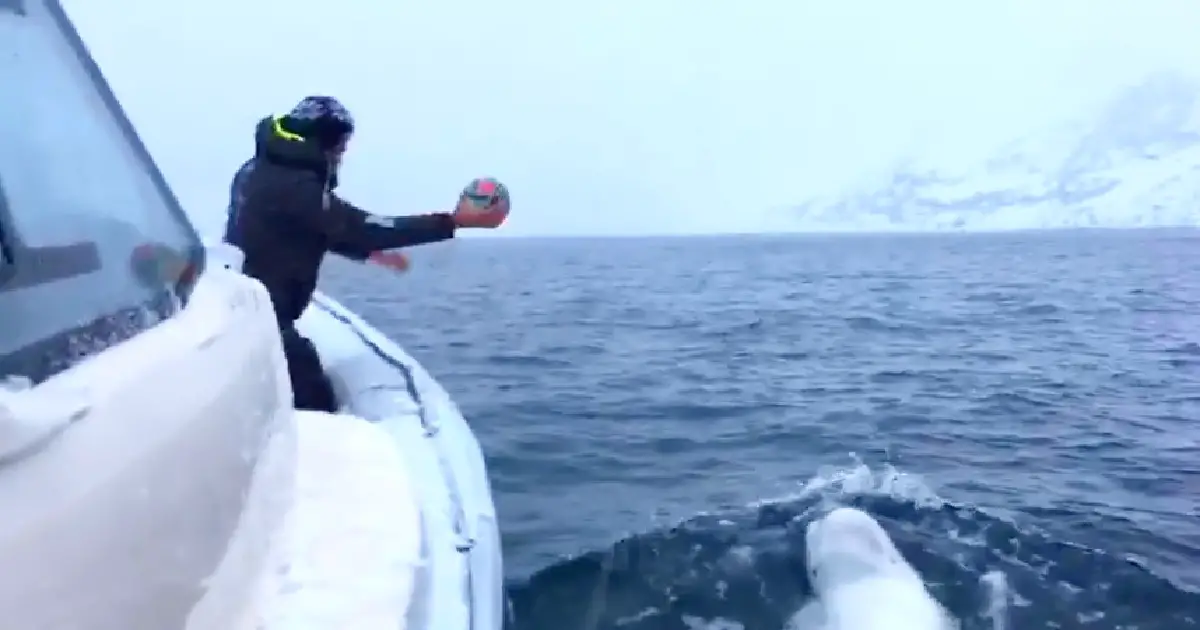 Viral video shows beluga whale playing fetch in the Artic Ocean