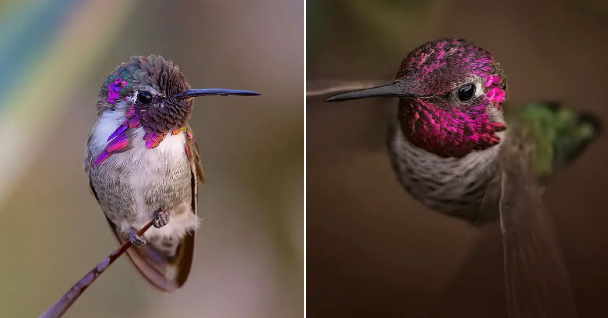 Stunning photos showing hummingbirds are so beautiful they almost don’t look real