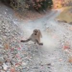 hiker stalked by cougar