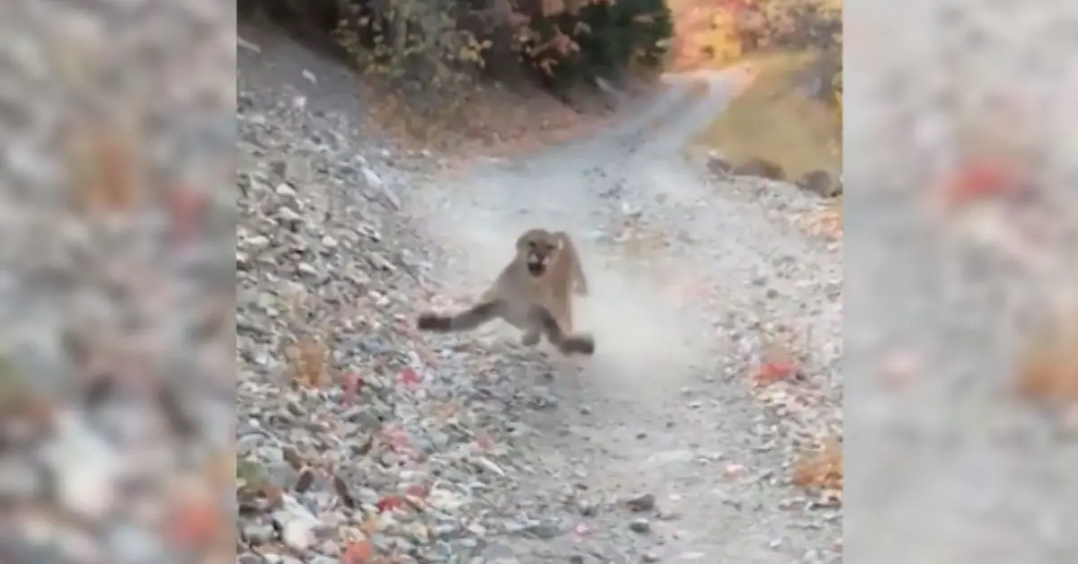 Viral footage shows hiker stalked by cougar for 6 endless minutes