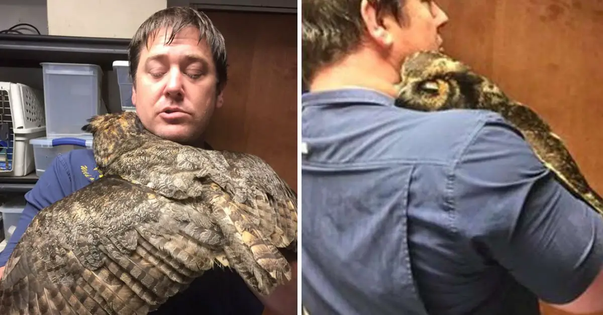 Grateful owl won’t stop hugging the man who saved her life
