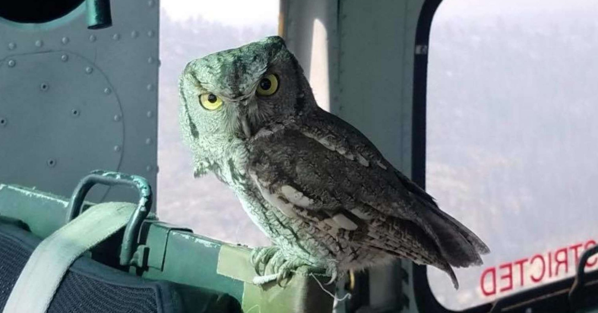 Owl casually joins helicopter pilot to battle California wildfires