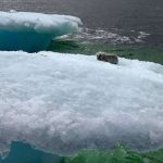Artic fox stranded on iceberg